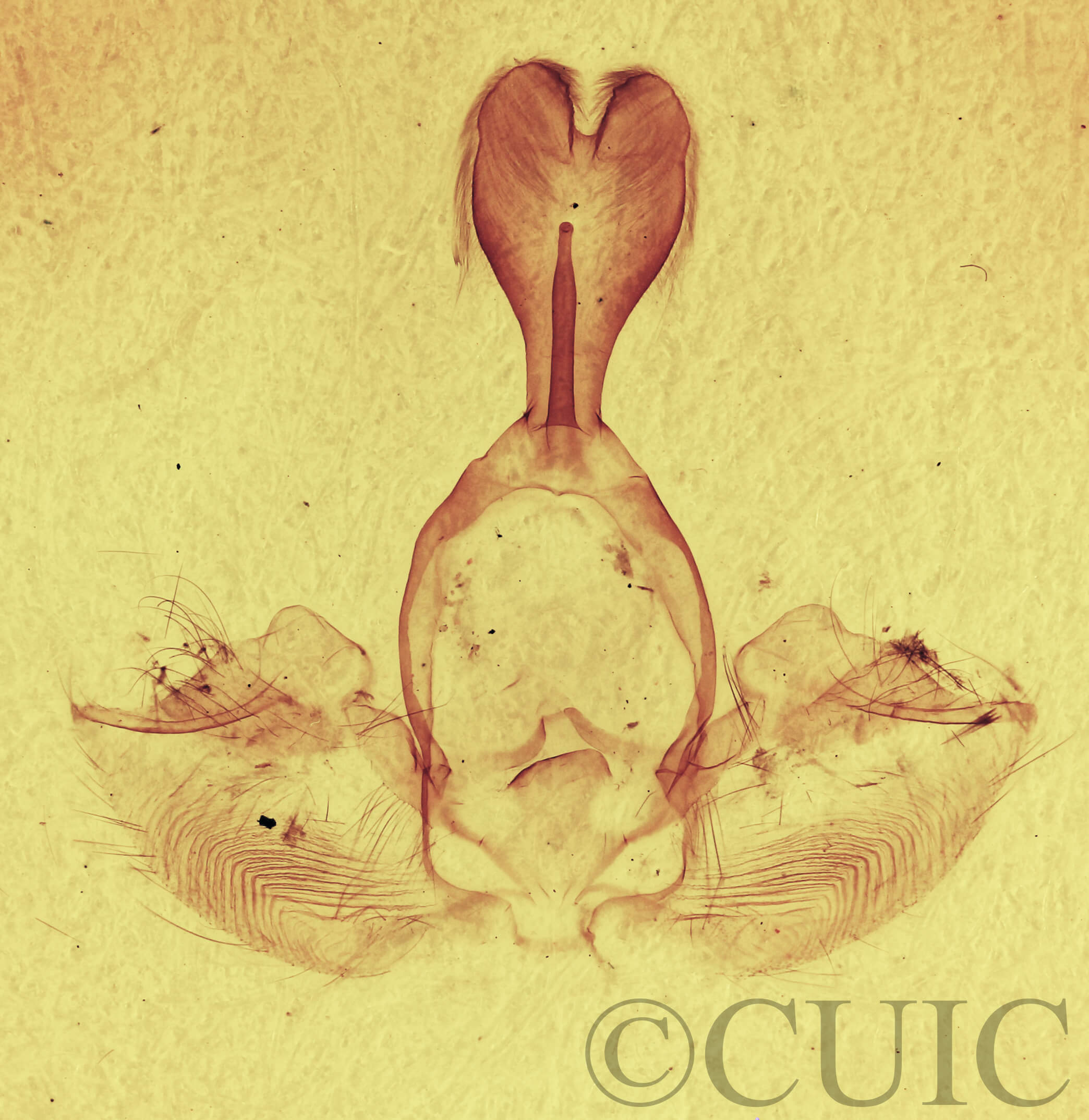 genitalia view of adult Gluphisia