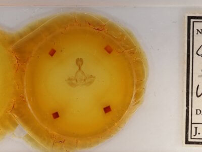 slide view of adult Gluphisia