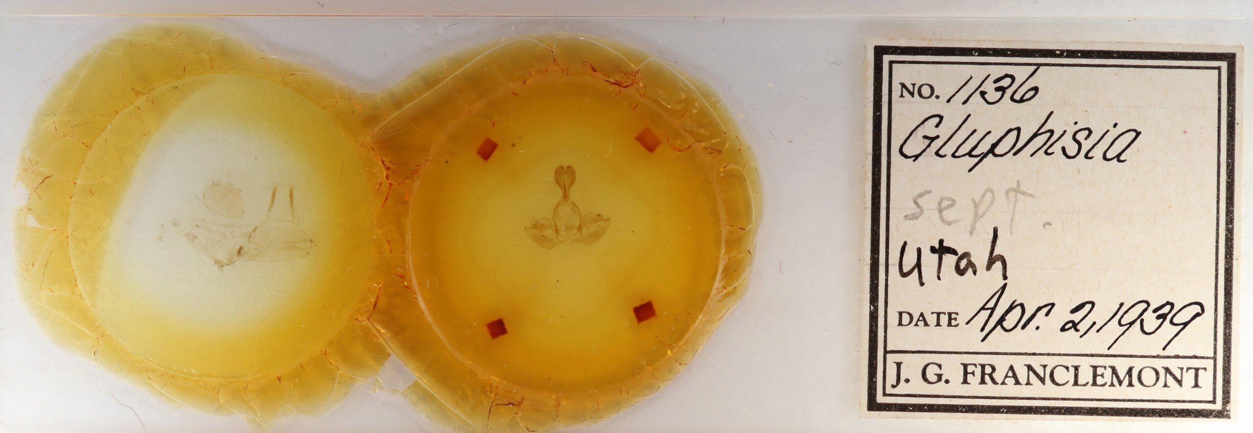 slide view of adult Gluphisia