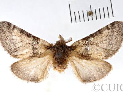 dorsal view of adult Gluphisia