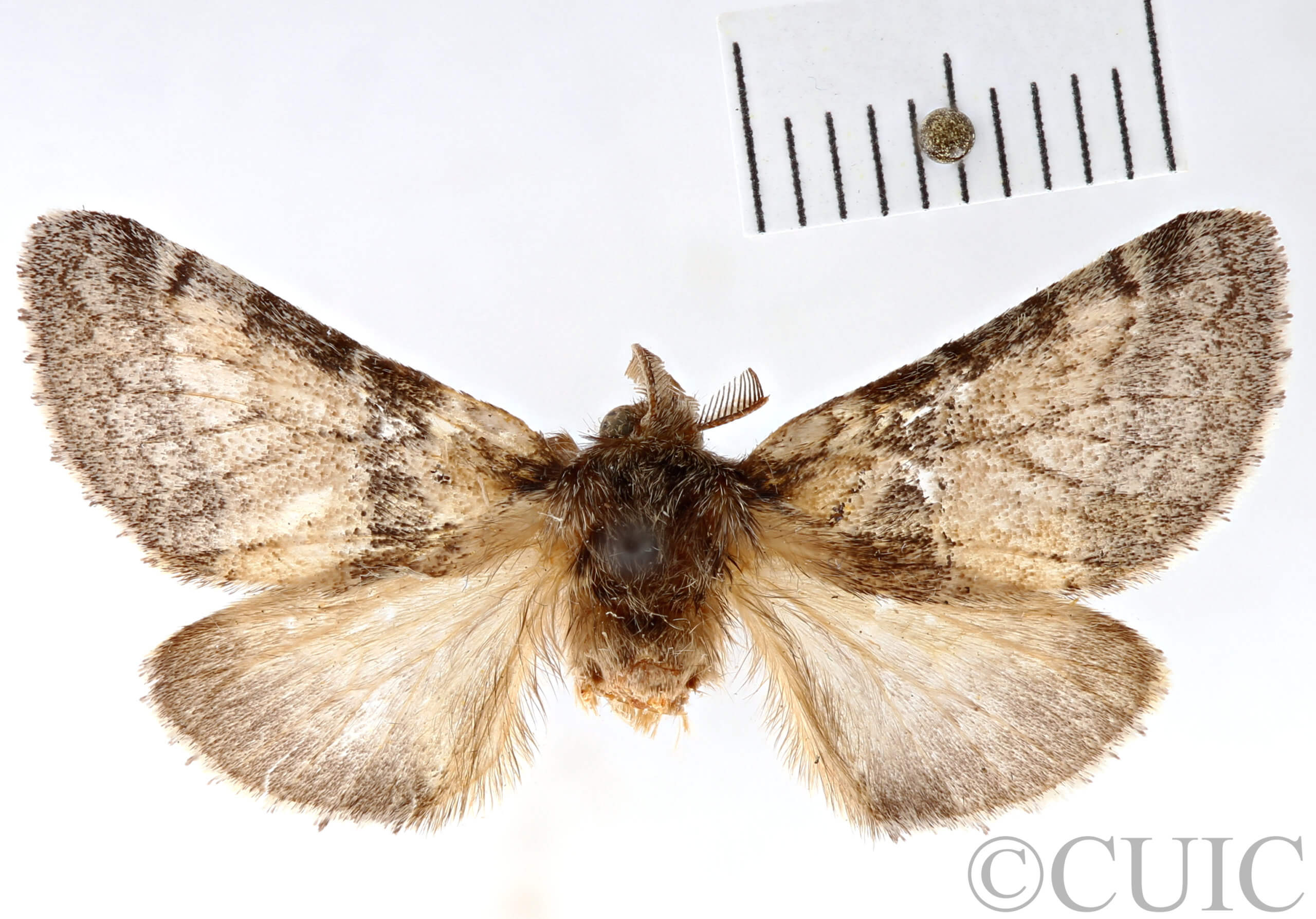 dorsal view of adult Gluphisia