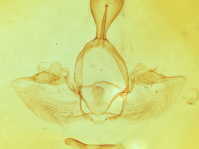 genitalia view of adult Gluphisia