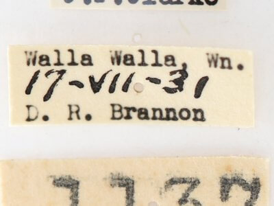 label view of adult Gluphisia