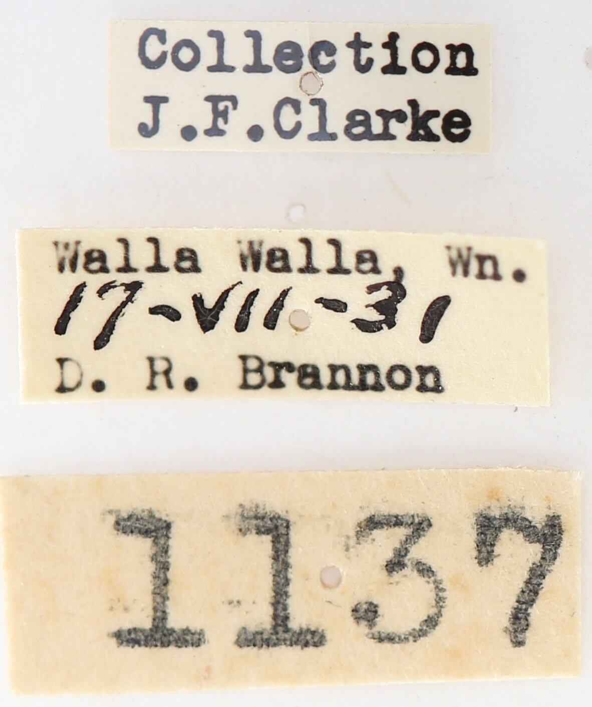 label view of adult Gluphisia