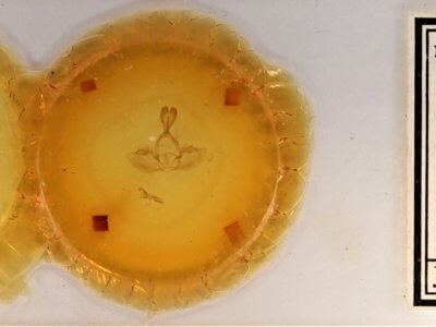 slide view of adult Gluphisia