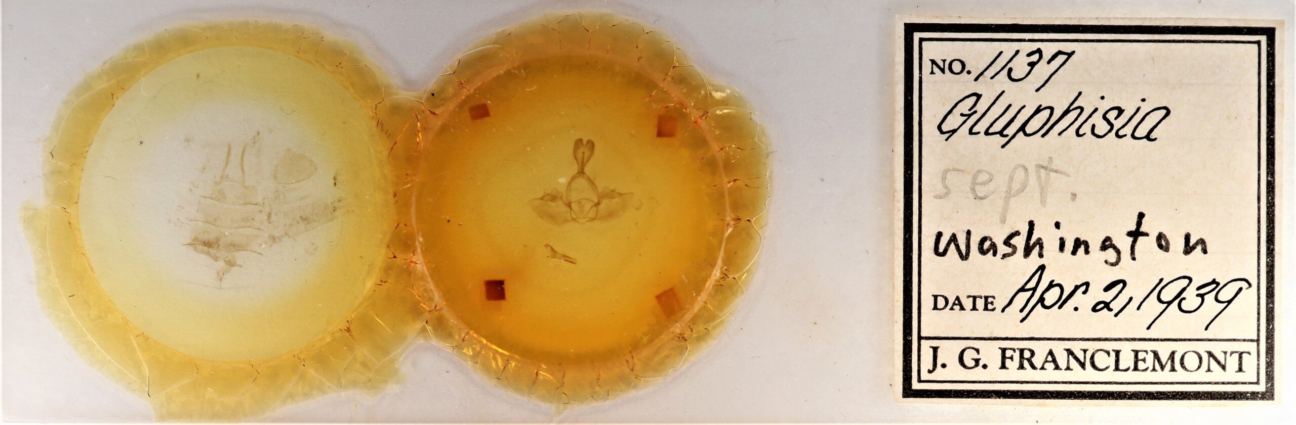 slide view of adult Gluphisia