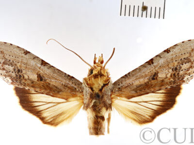 dorsal view of adult Nystalea nyseus