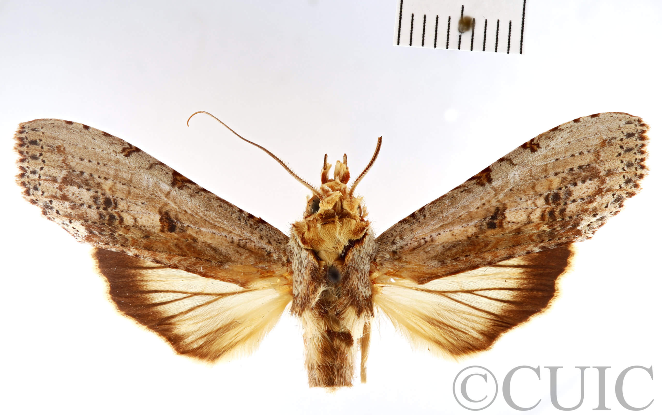 dorsal view of adult Nystalea nyseus