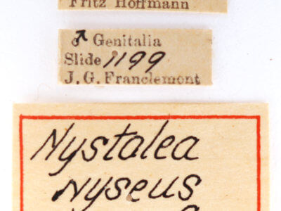 label view of adult Nystalea nyseus