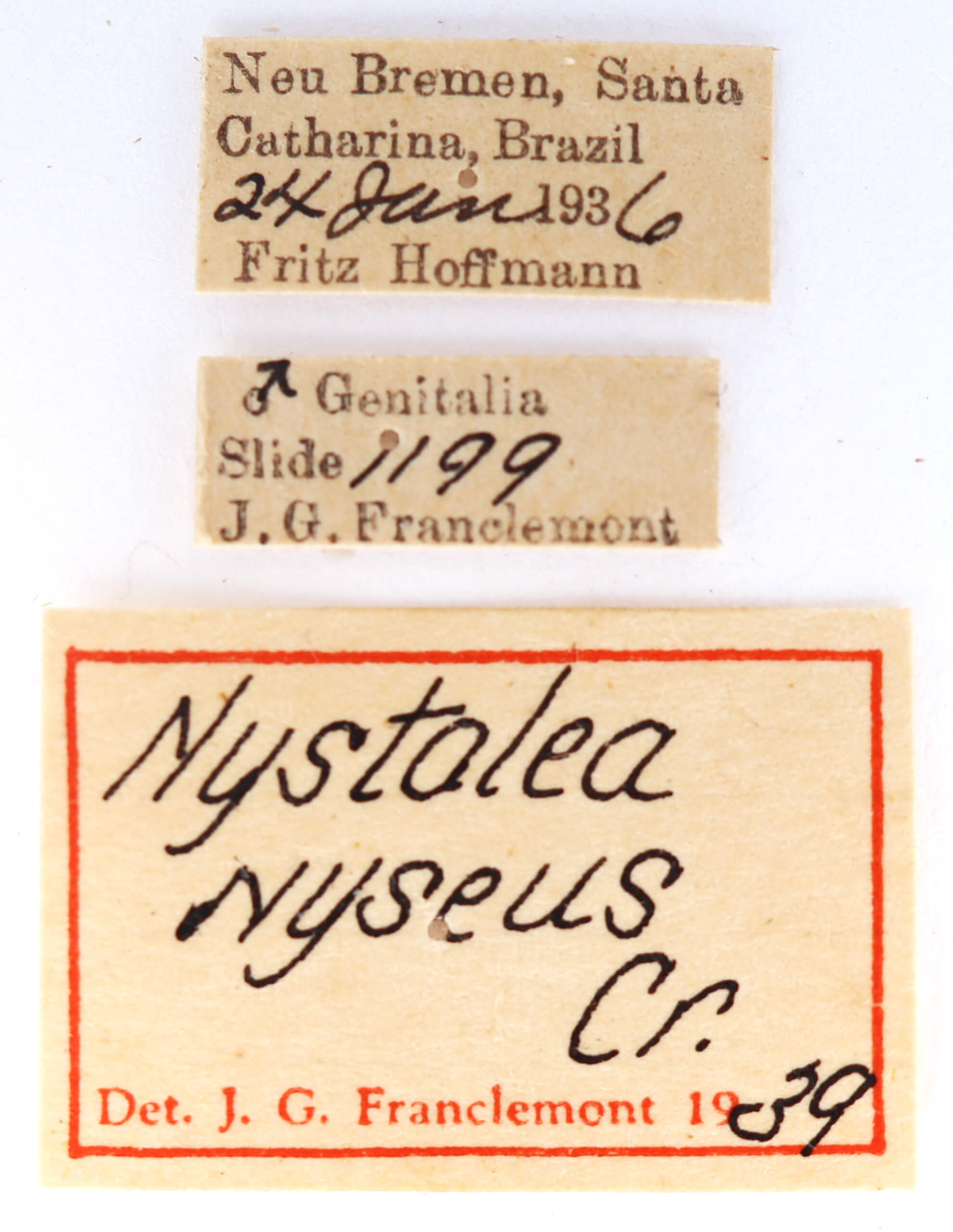 label view of adult Nystalea nyseus