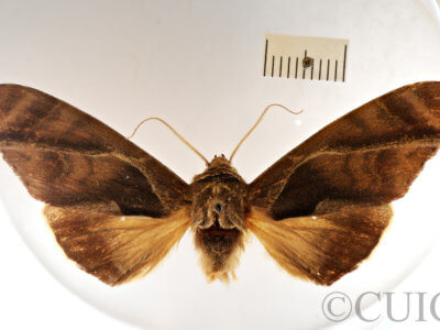 dorsal view of adult Crinodes besckei