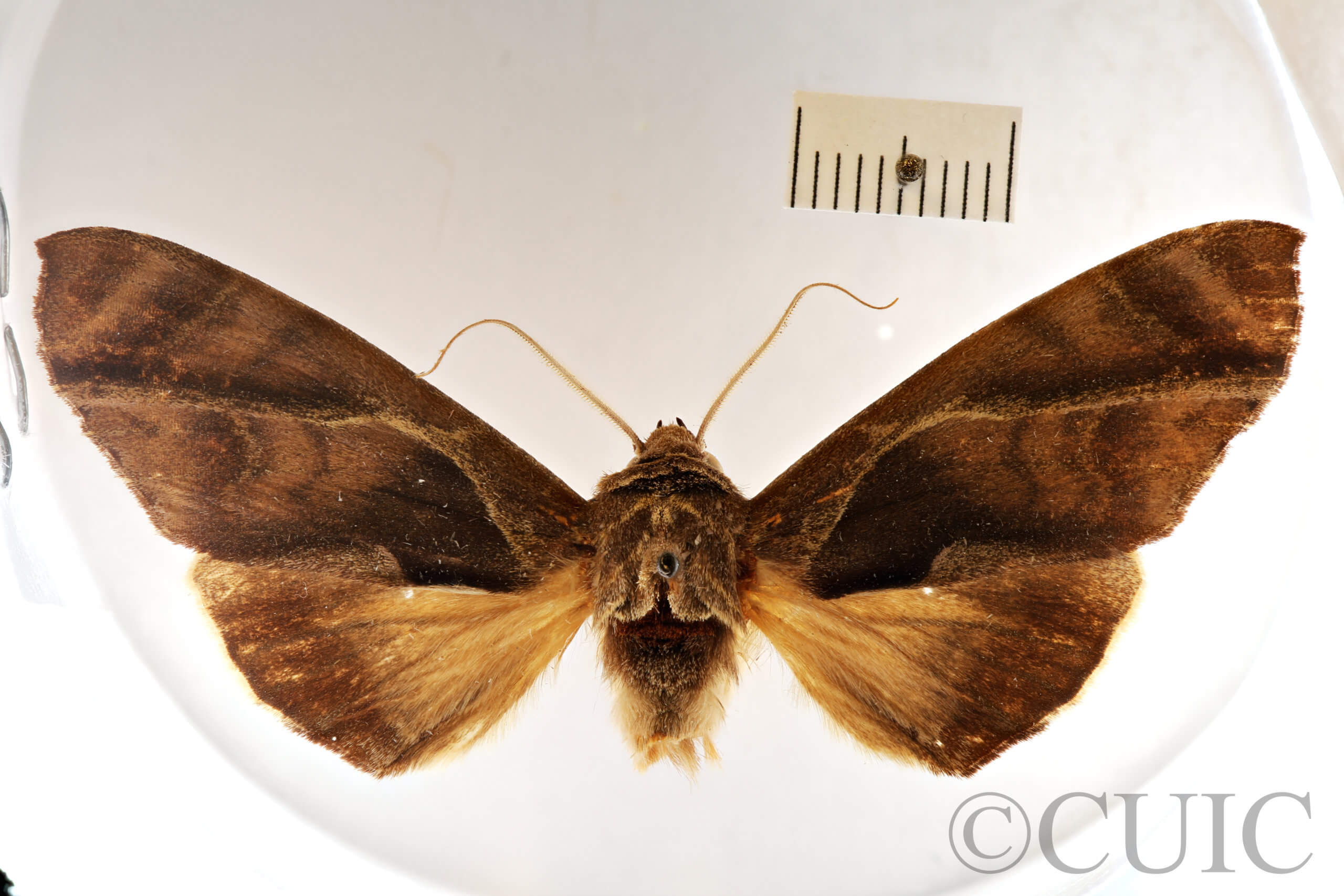 dorsal view of adult Crinodes besckei