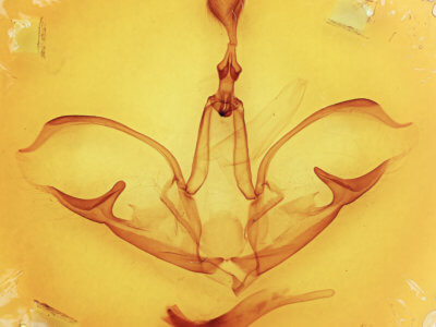 genitalia view of adult Crinodes besckei