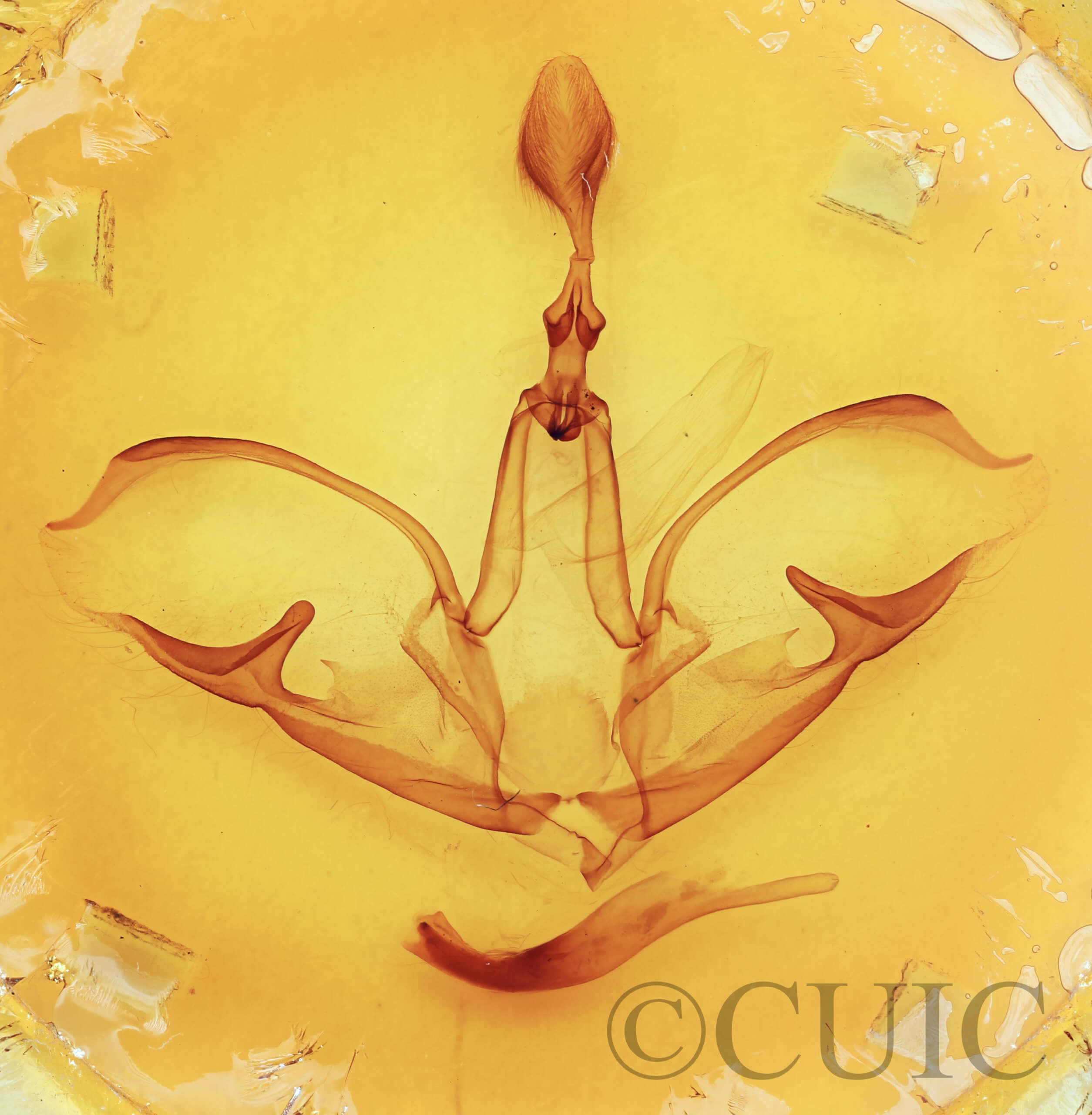 genitalia view of adult Crinodes besckei