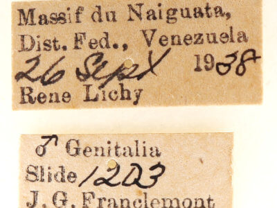 label view of adult Crinodes besckei