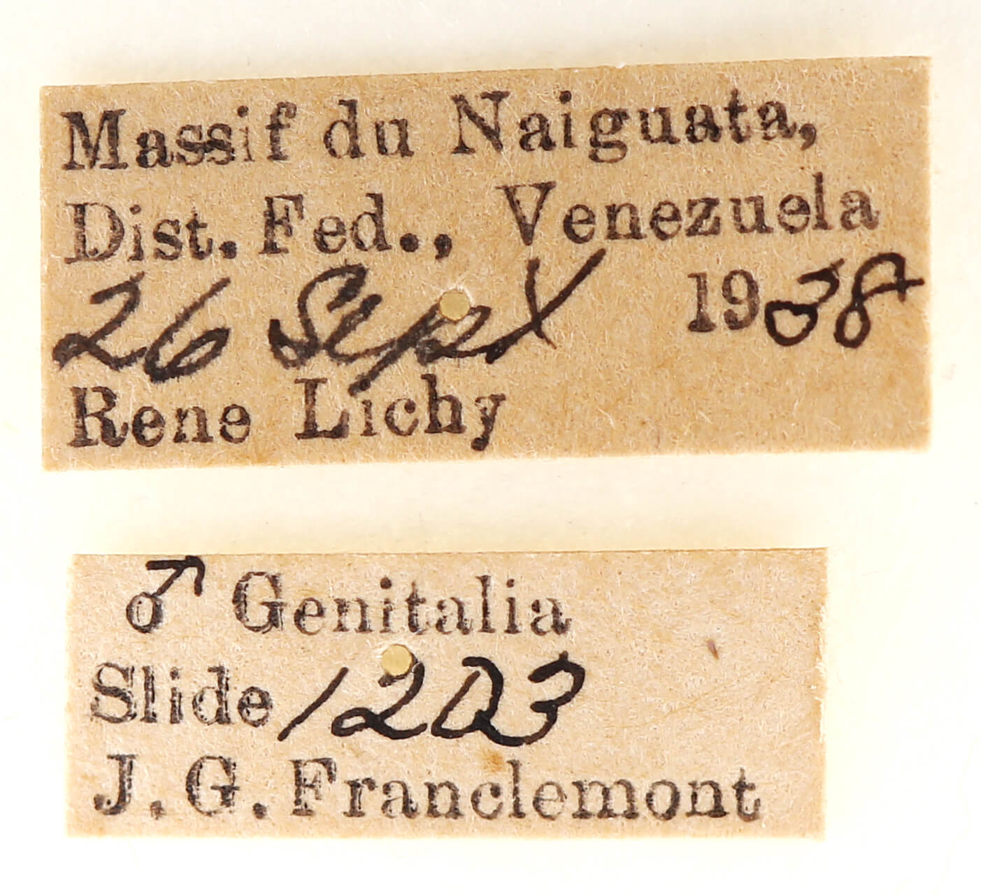 label view of adult Crinodes besckei