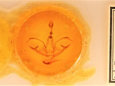 slide view of adult Crinodes besckei