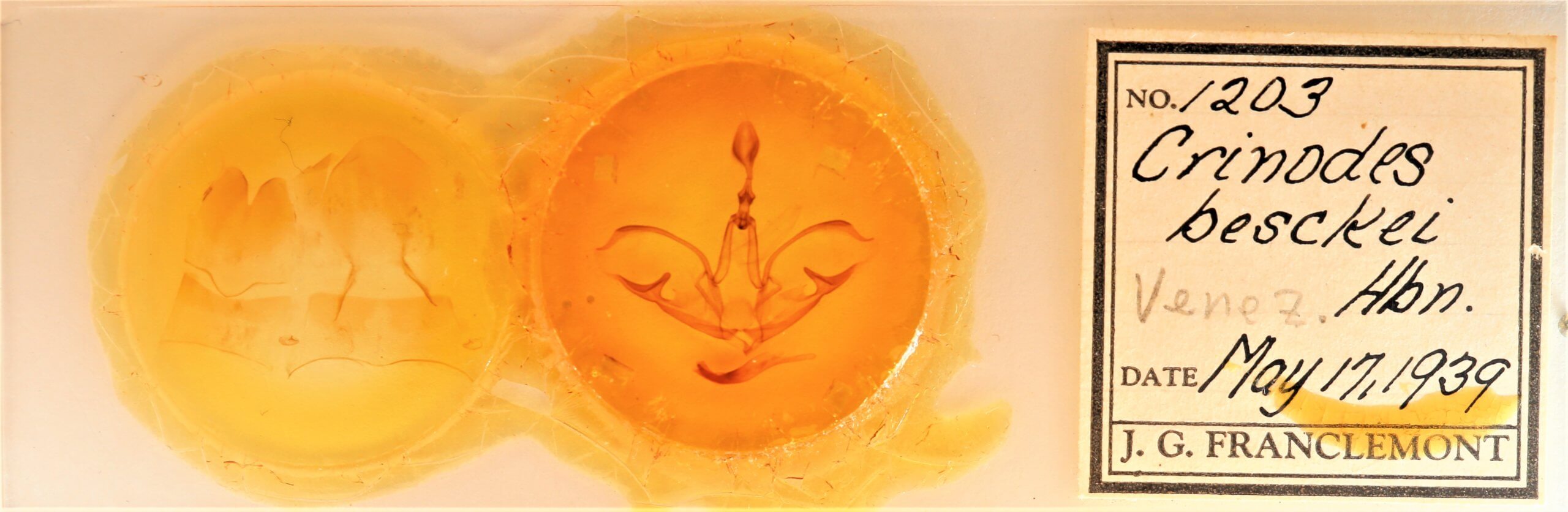 slide view of adult Crinodes besckei