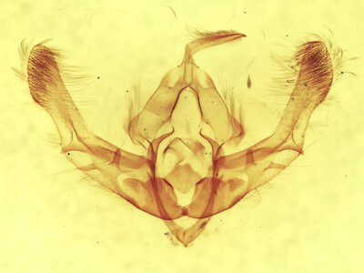 genitalia view of adult Chytonix sensilis