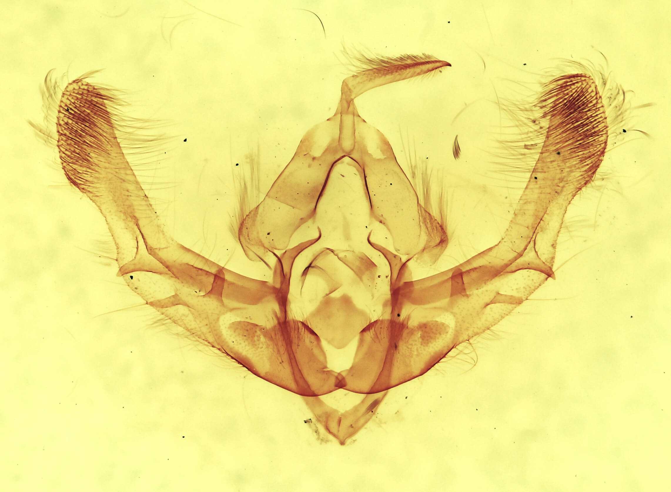 genitalia view of adult Chytonix sensilis