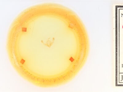 slide view of adult Chytonix sensilis