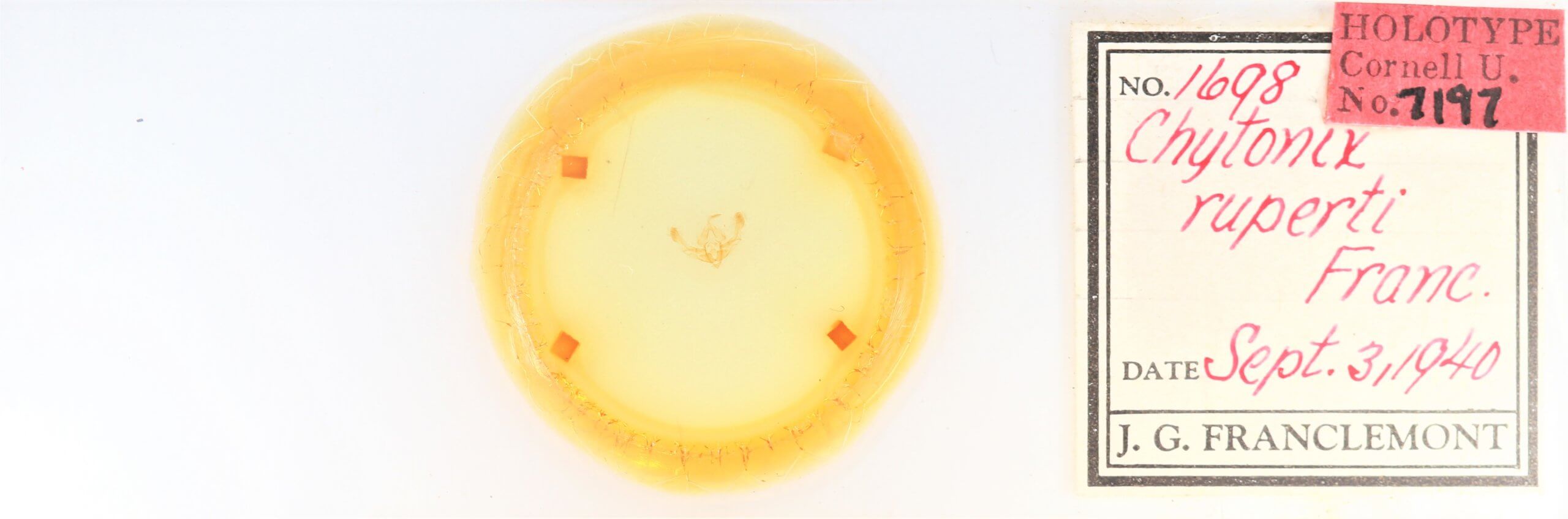 slide view of adult Chytonix sensilis