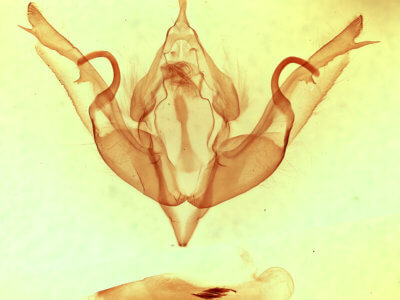 genitalia view of adult Lithophane hemina