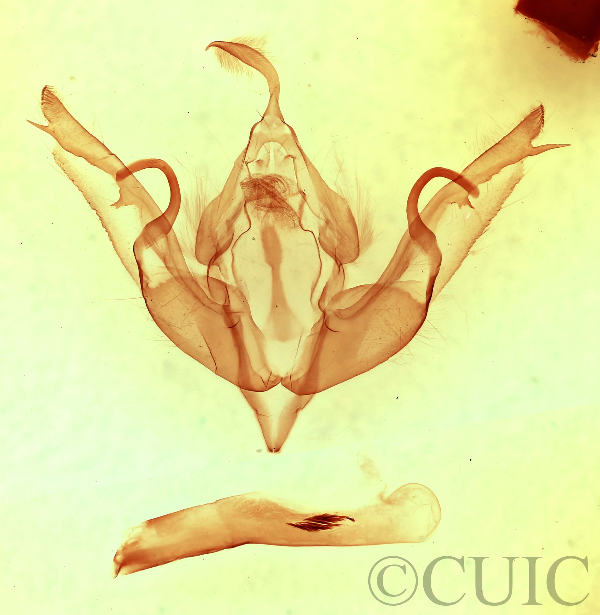 genitalia view of adult Lithophane hemina