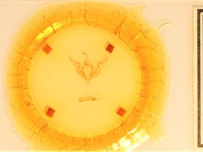 slide view of adult Lithophane hemina