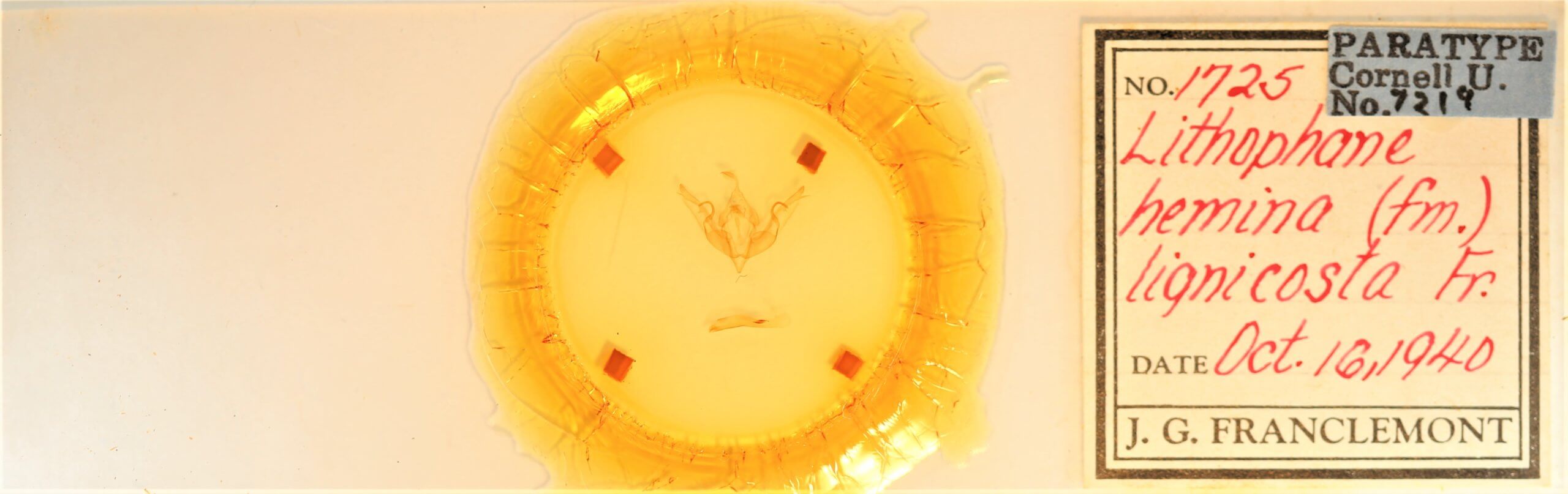 slide view of adult Lithophane hemina