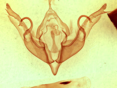 genitalia view of adult Lithophane hemina