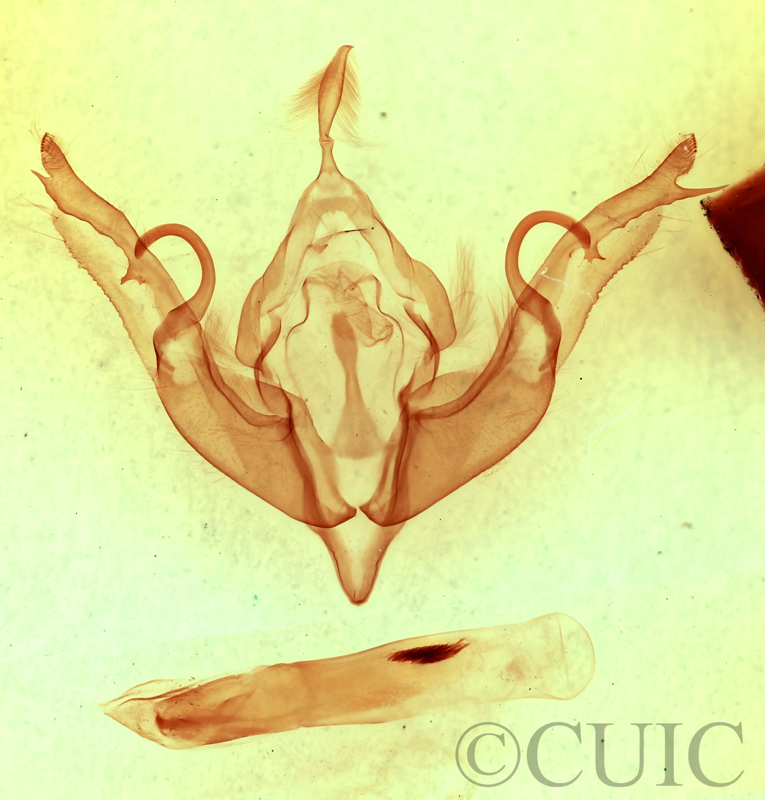genitalia view of adult Lithophane hemina