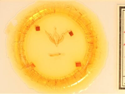 slide view of adult Lithophane hemina