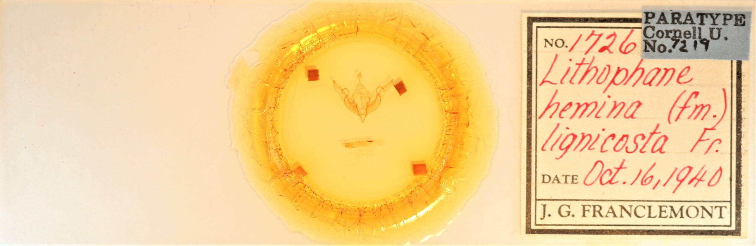 slide view of adult Lithophane hemina