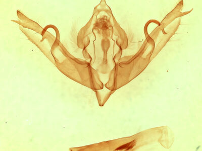 genitalia view of adult Lithophane bethunei