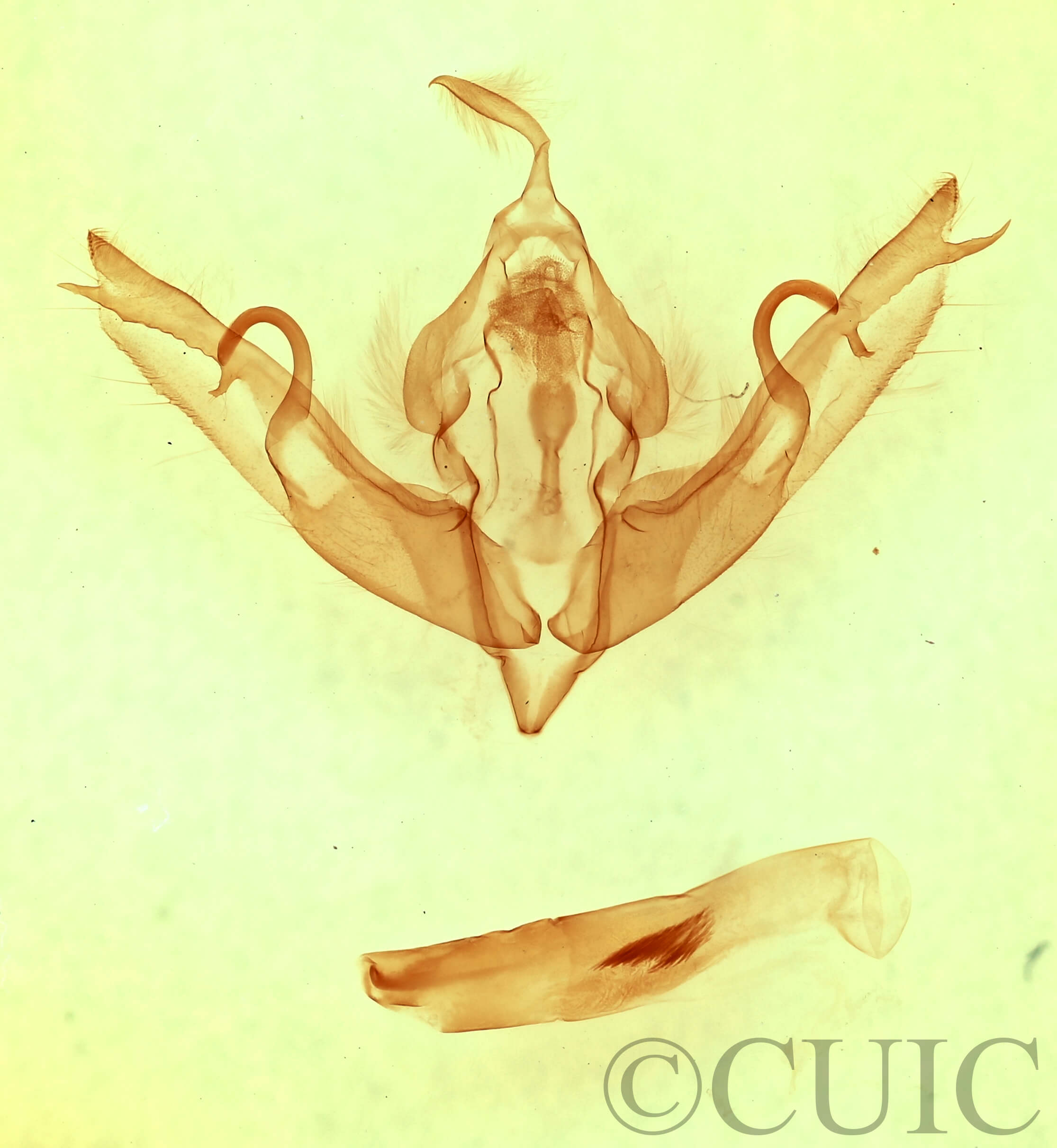 genitalia view of adult Lithophane bethunei