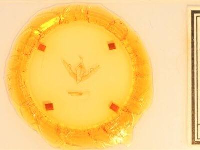 slide view of adult Lithophane bethunei