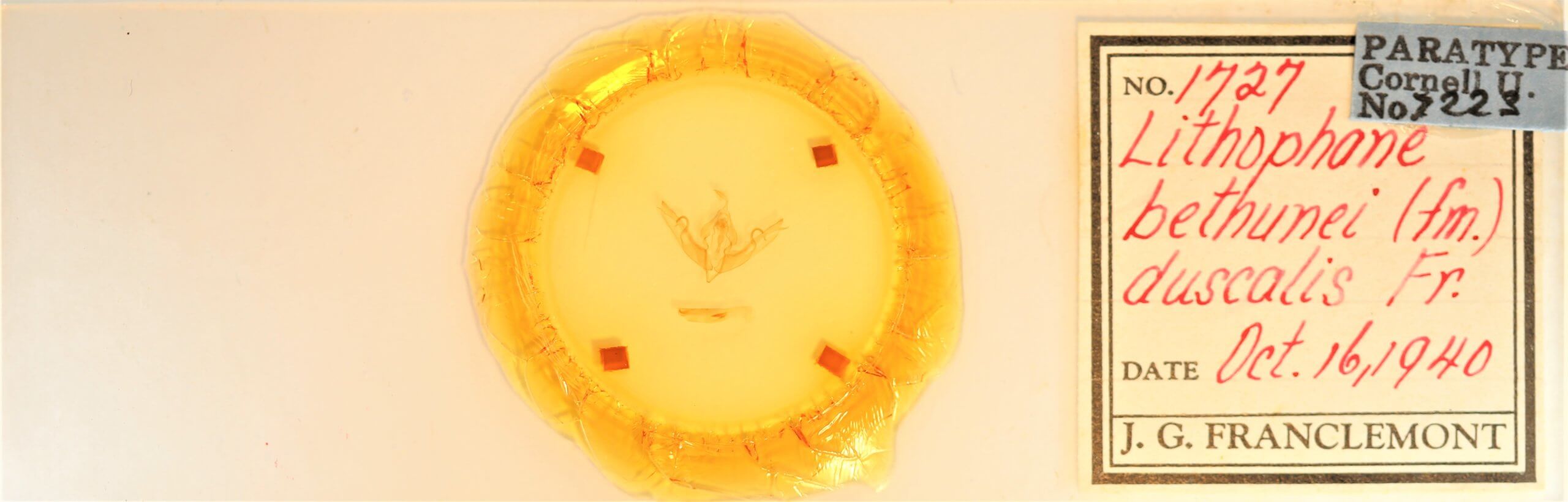 slide view of adult Lithophane bethunei