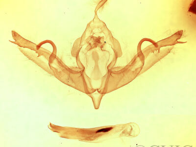 genitalia view of adult Lithophane hemina