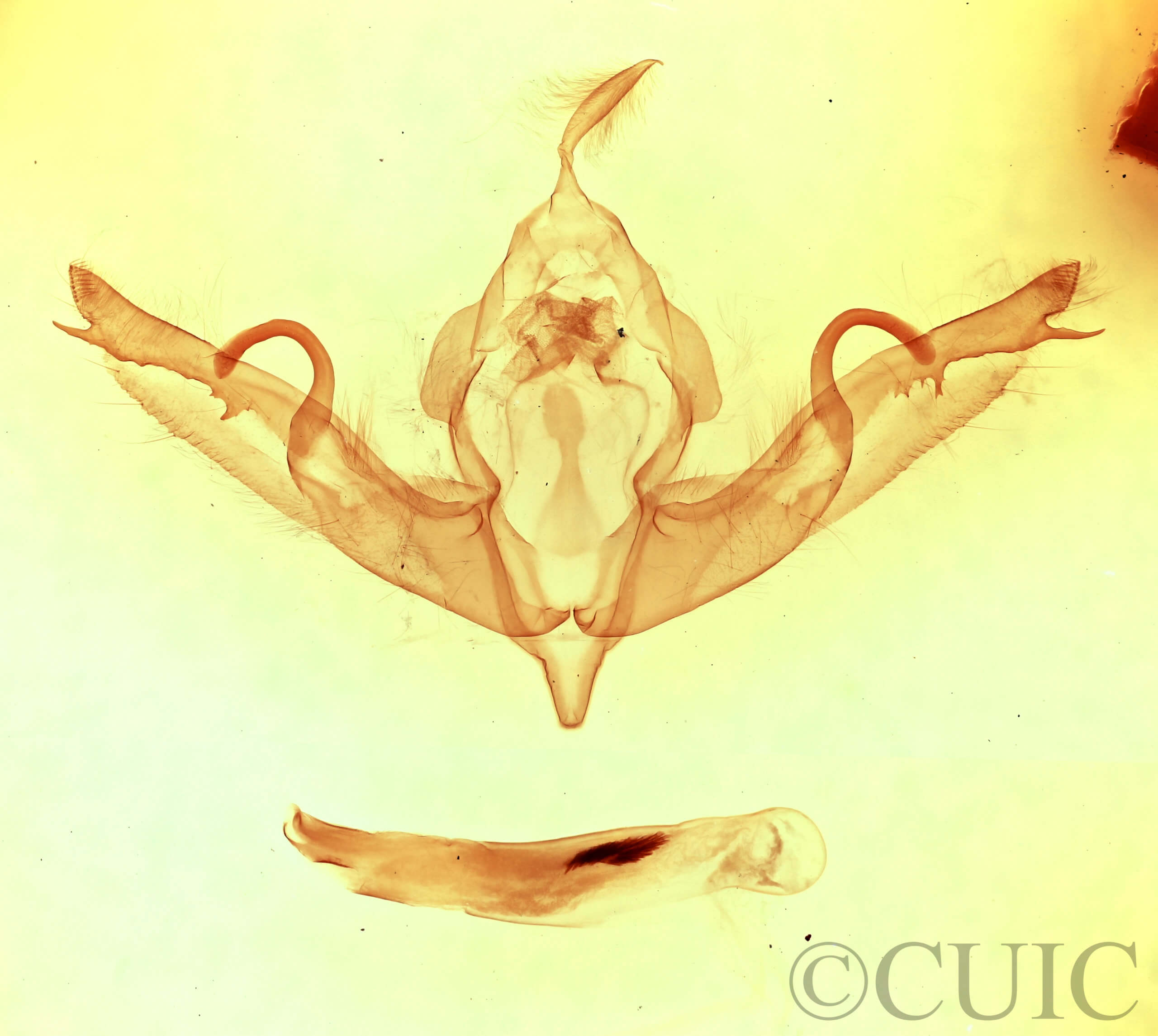 genitalia view of adult Lithophane hemina