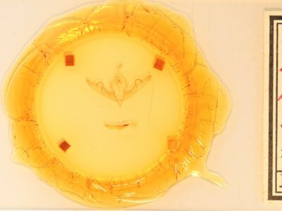 slide view of adult Lithophane hemina