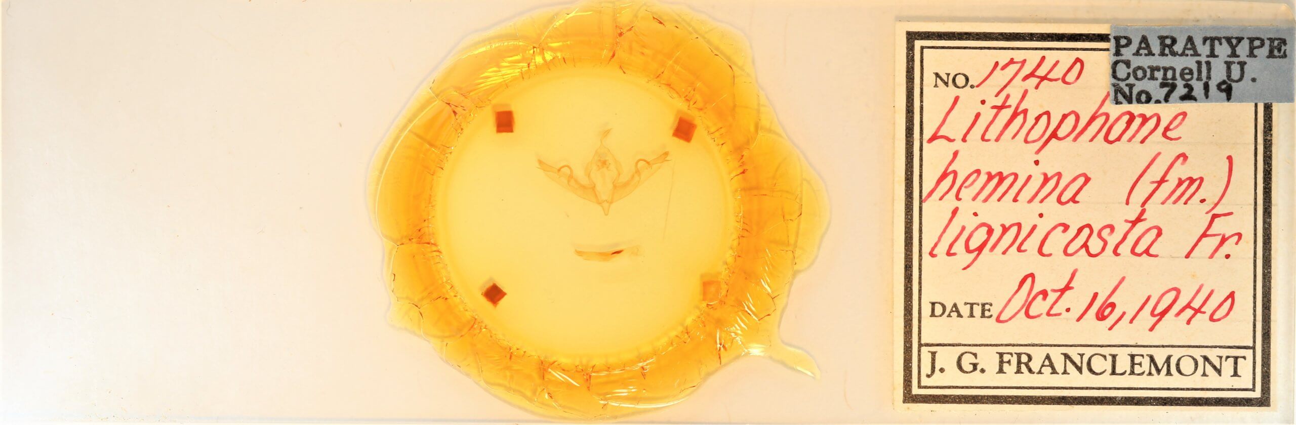 slide view of adult Lithophane hemina