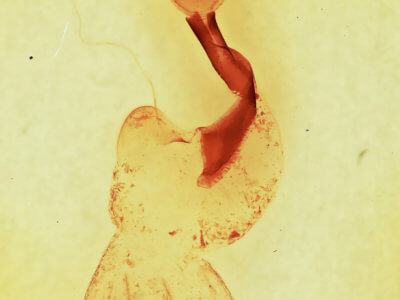 genitalia view of adult Lithophane hemina