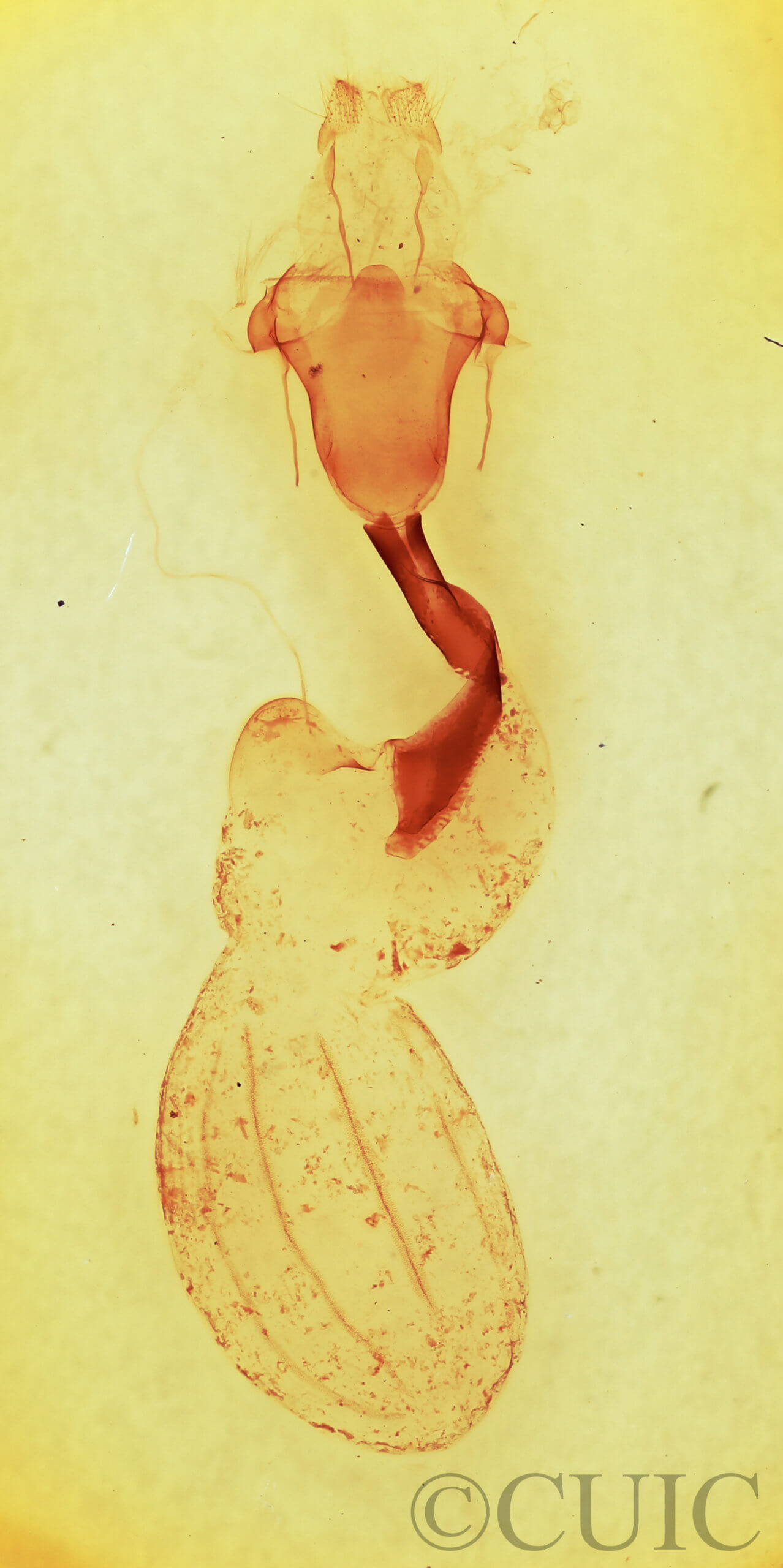 genitalia view of adult Lithophane hemina