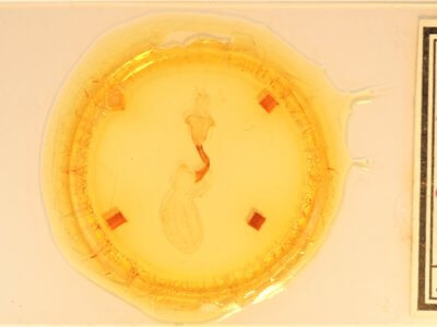 slide view of adult Lithophane hemina