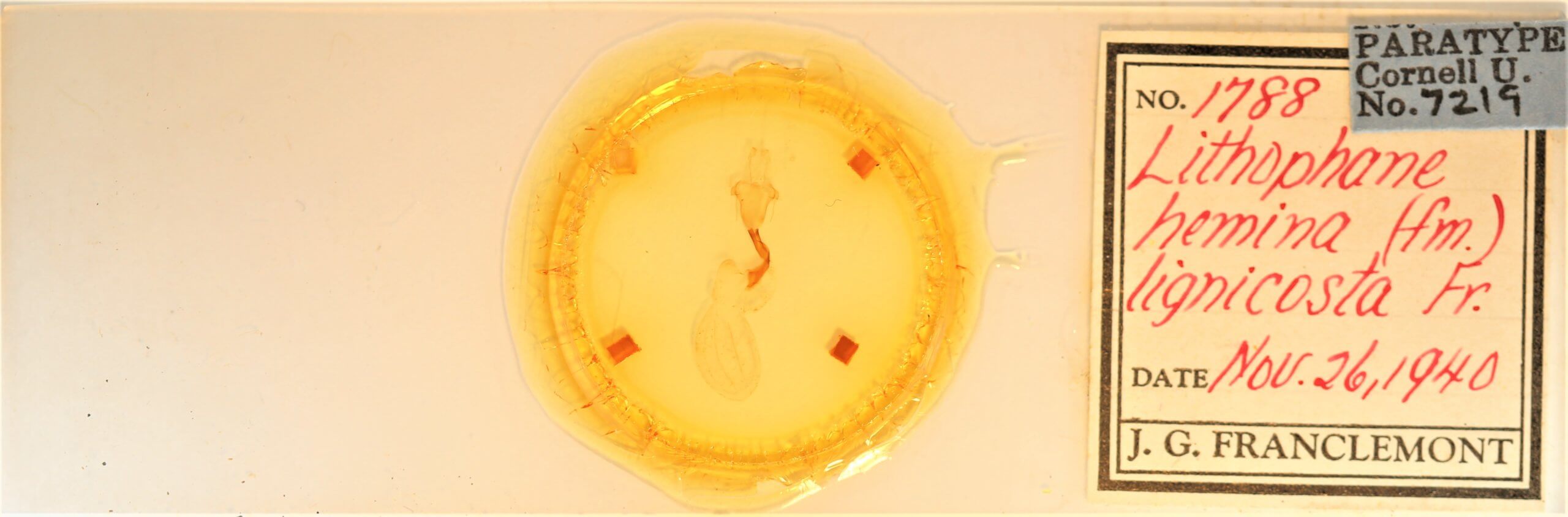 slide view of adult Lithophane hemina