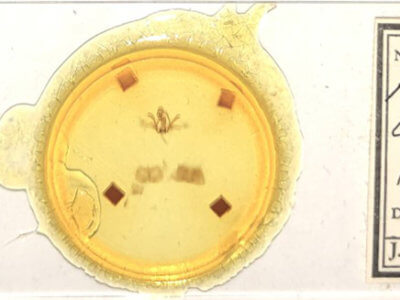 slide view of adult Furcula occidentalis