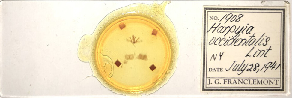 slide view of adult Furcula occidentalis