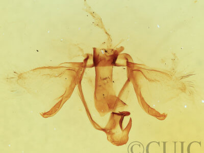 genitalia view of adult Furcula occidentalis
