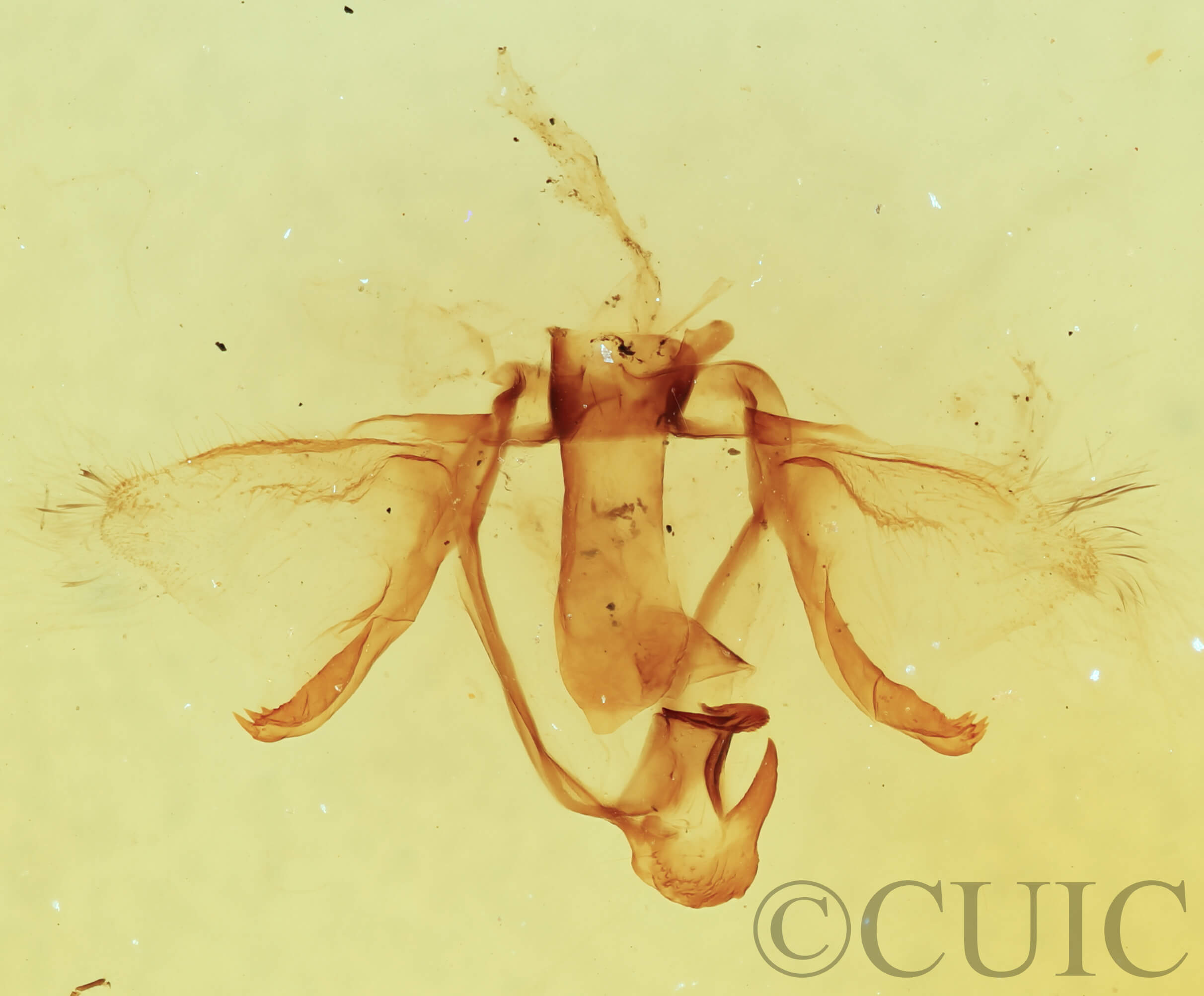 genitalia view of adult Furcula occidentalis